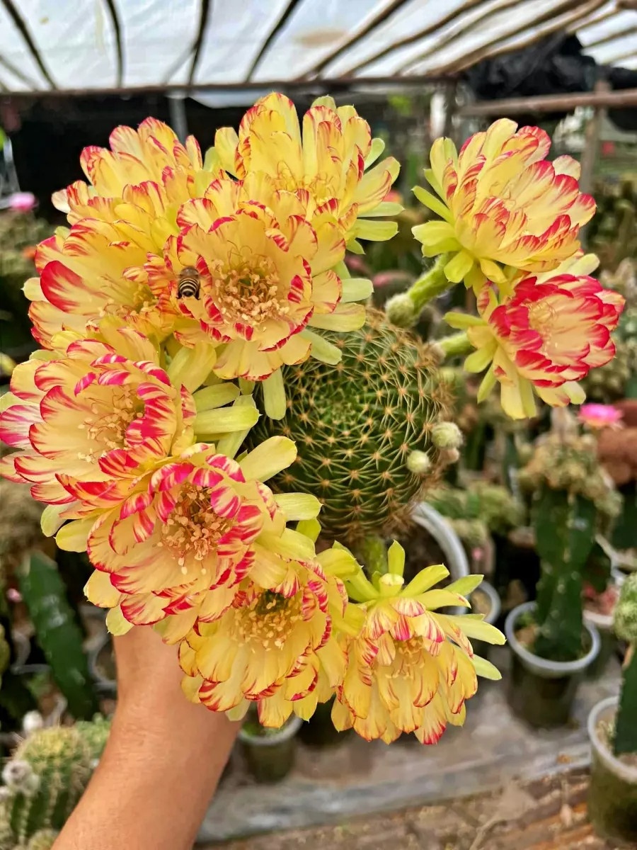 vườn hoa xương rồng lớn nhất việt nam ảnh 3 vuon hoa xuong rong lon nhat viet nam anh 3