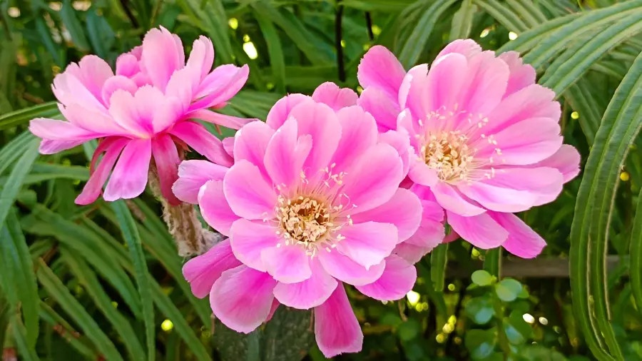 vườn hoa xương rồng lớn nhất việt nam ảnh 4 vuon hoa xuong rong lon nhat viet nam anh 4