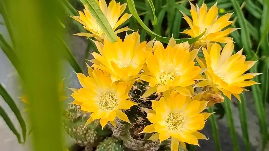 vườn hoa xương rồng lớn nhất việt nam ảnh 5 vuon hoa xuong rong lon nhat viet nam anh 5