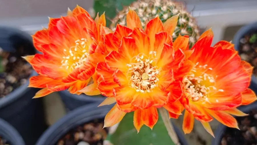 vườn hoa xương rồng lớn nhất việt nam ảnh 6 vuon hoa xuong rong lon nhat viet nam anh 6