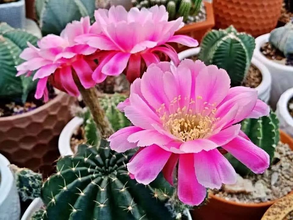 vườn hoa xương rồng lớn nhất việt nam ảnh 7 vuon hoa xuong rong lon nhat viet nam anh 7