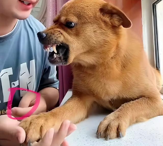 hanh ha thu cung de cau view anh 1