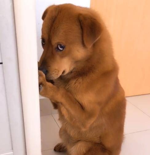 hanh ha thu cung de cau view anh 3