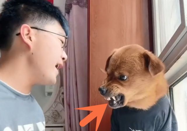 hanh ha thu cung de cau view anh 2