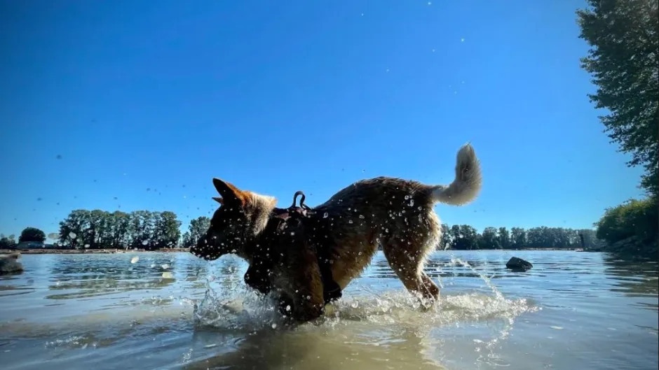 cham soc thu cung anh 2