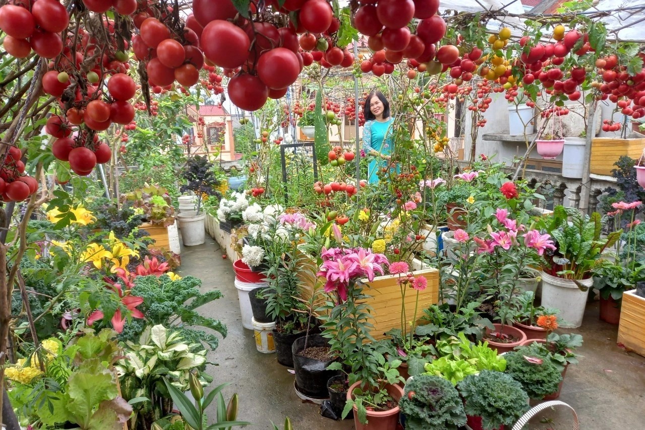 Vuon san thuong lam 'choi choi' lai bat ngo xanh tot, triu qua hinh anh