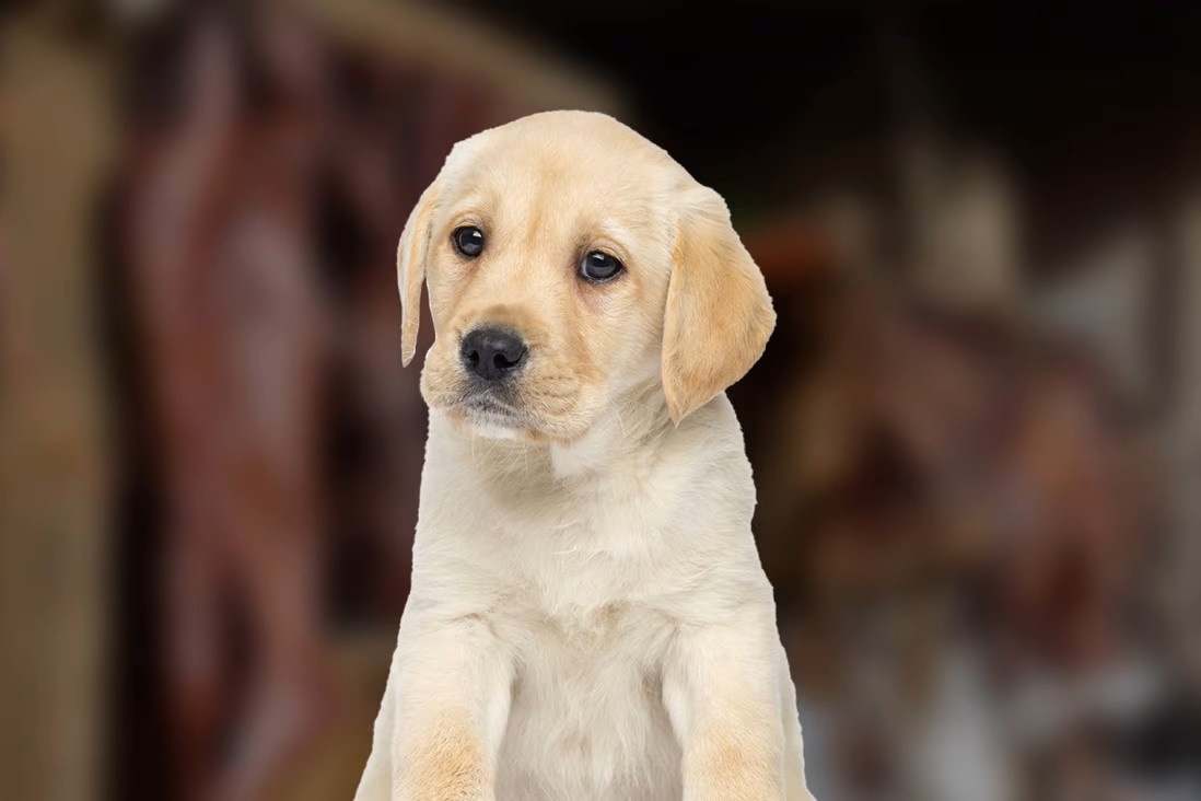 Tong tien chu thu cung anh 1