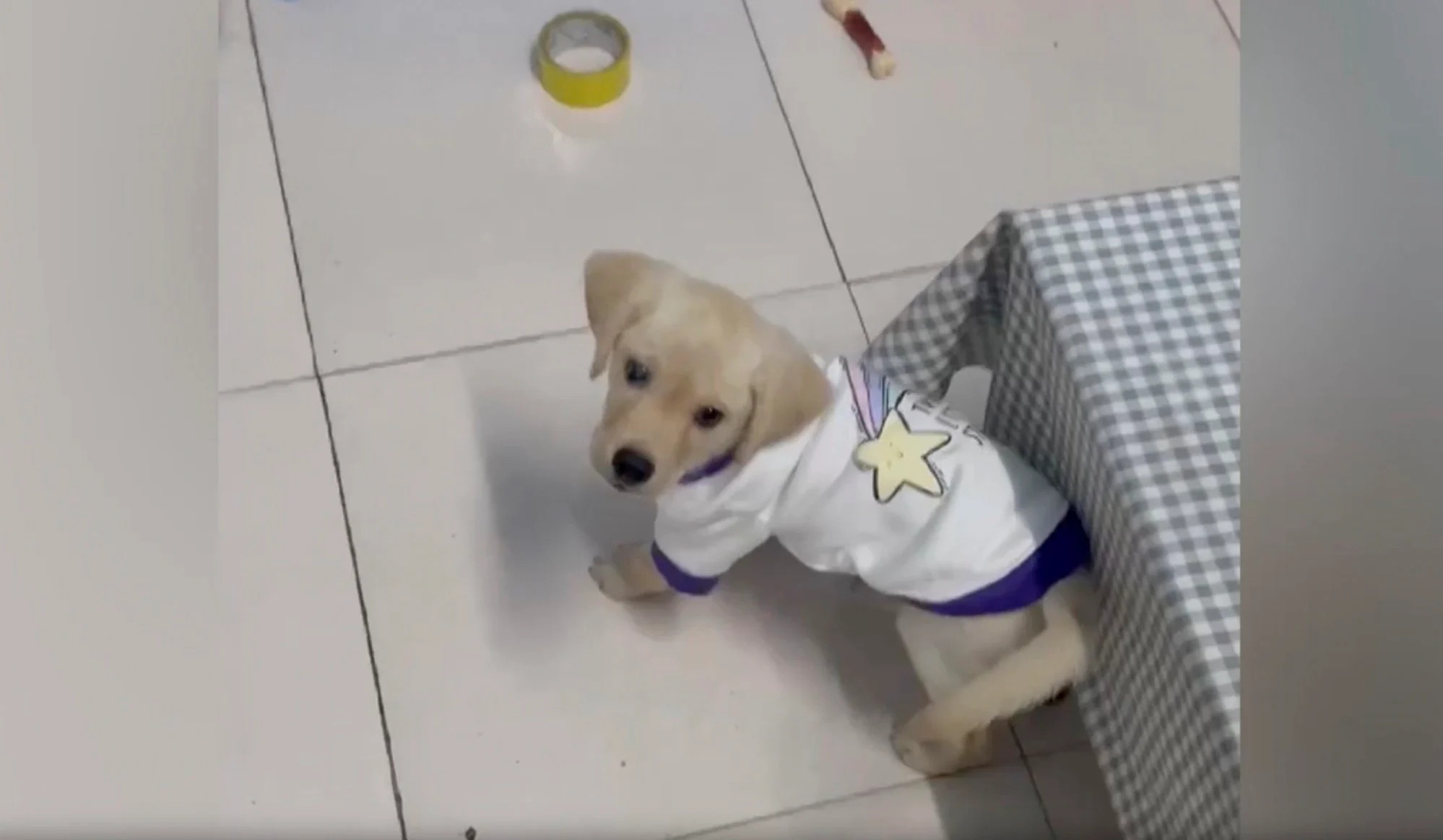 Tong tien chu thu cung anh 2