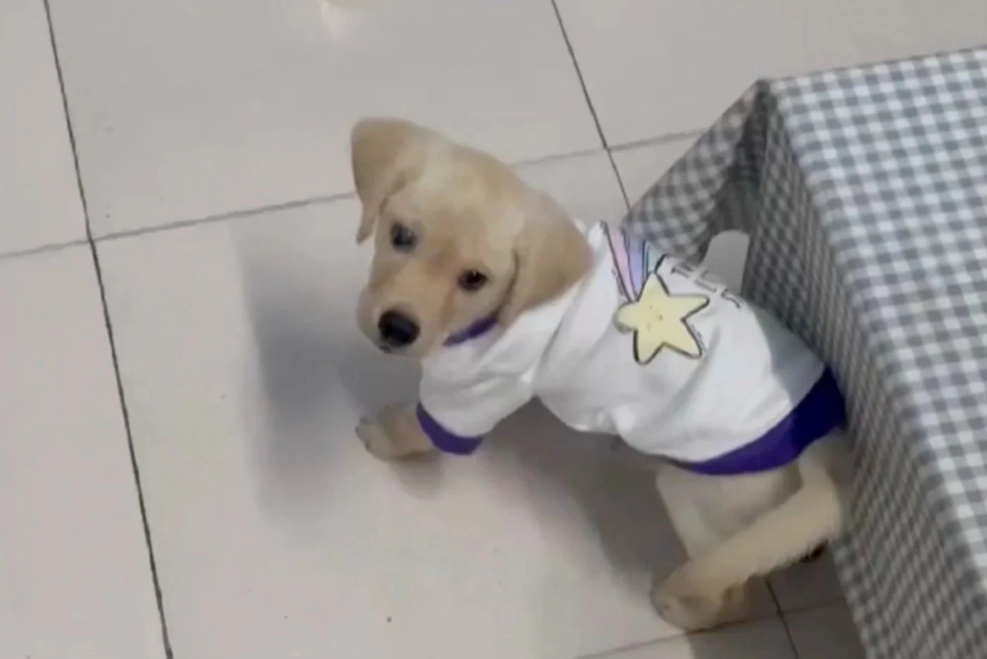 Nhan nuoi cho roi doa giet de tong tien hinh anh