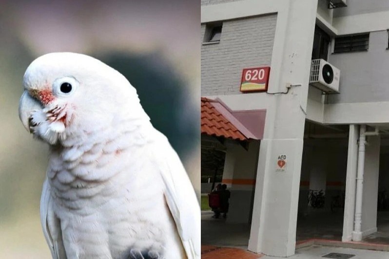 Phai ban can ho vi con vet nha hang xom qua on ao hinh anh