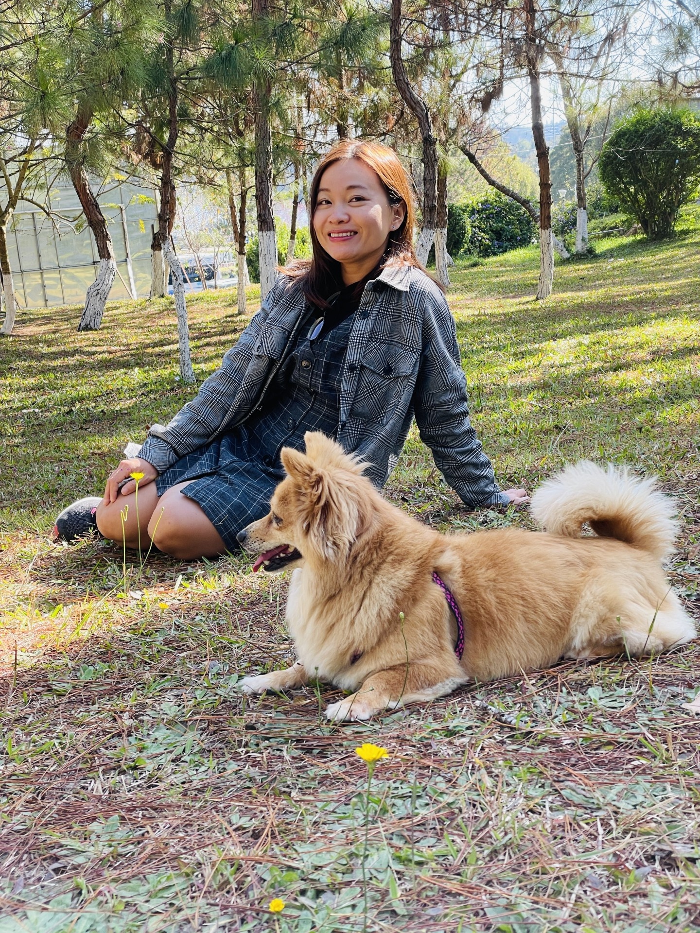 Chó đi máy bay ảnh 3 Cho di may bay anh 3