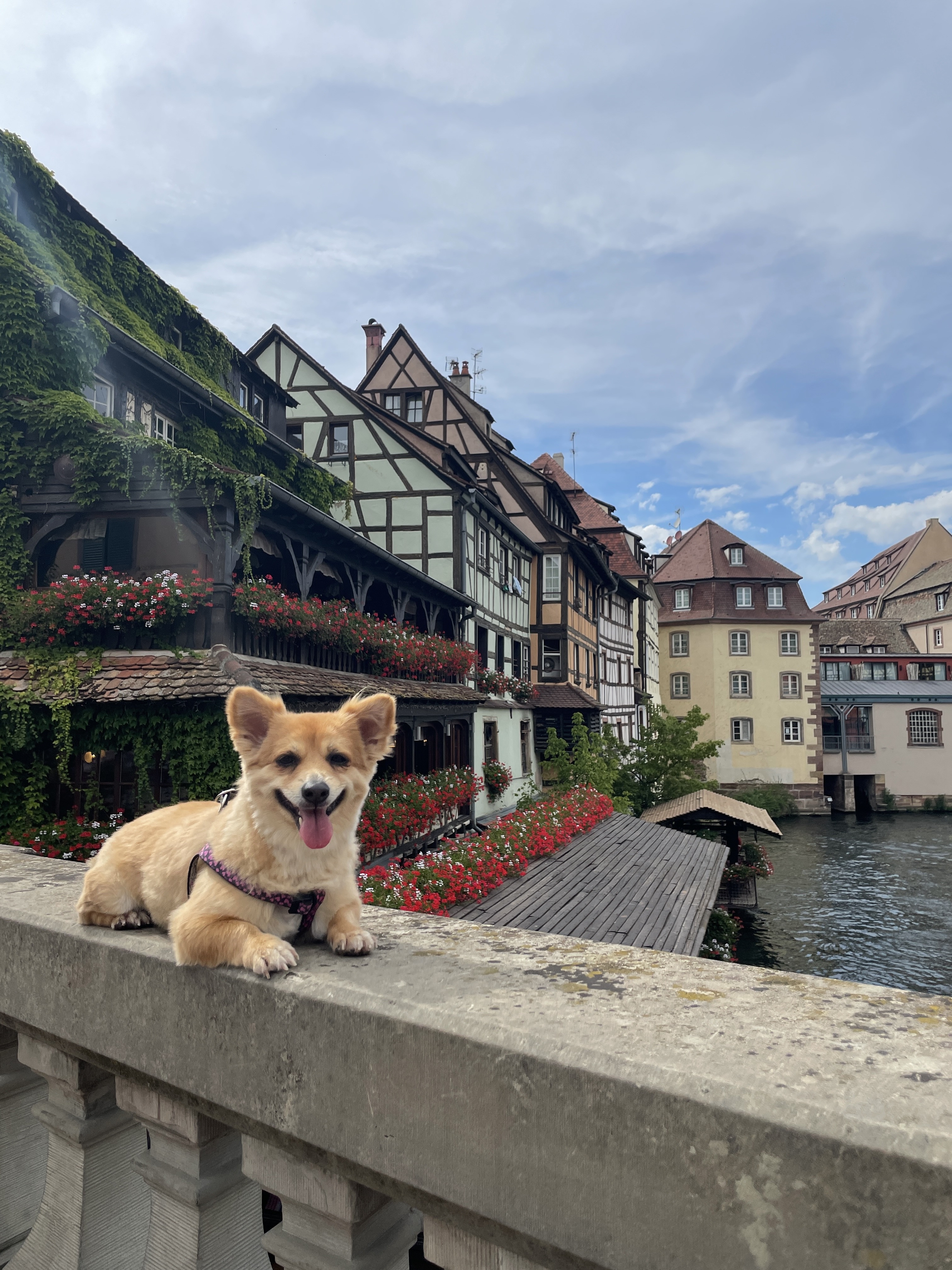 Chó đi máy bay ảnh 6 Cho di may bay anh 6