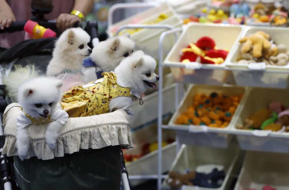 cham soc thu cung anh 1