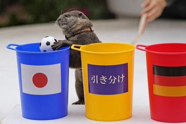 Rai ca, bach tuoc thanh nha 'tien tri' ti so World Cup hinh anh