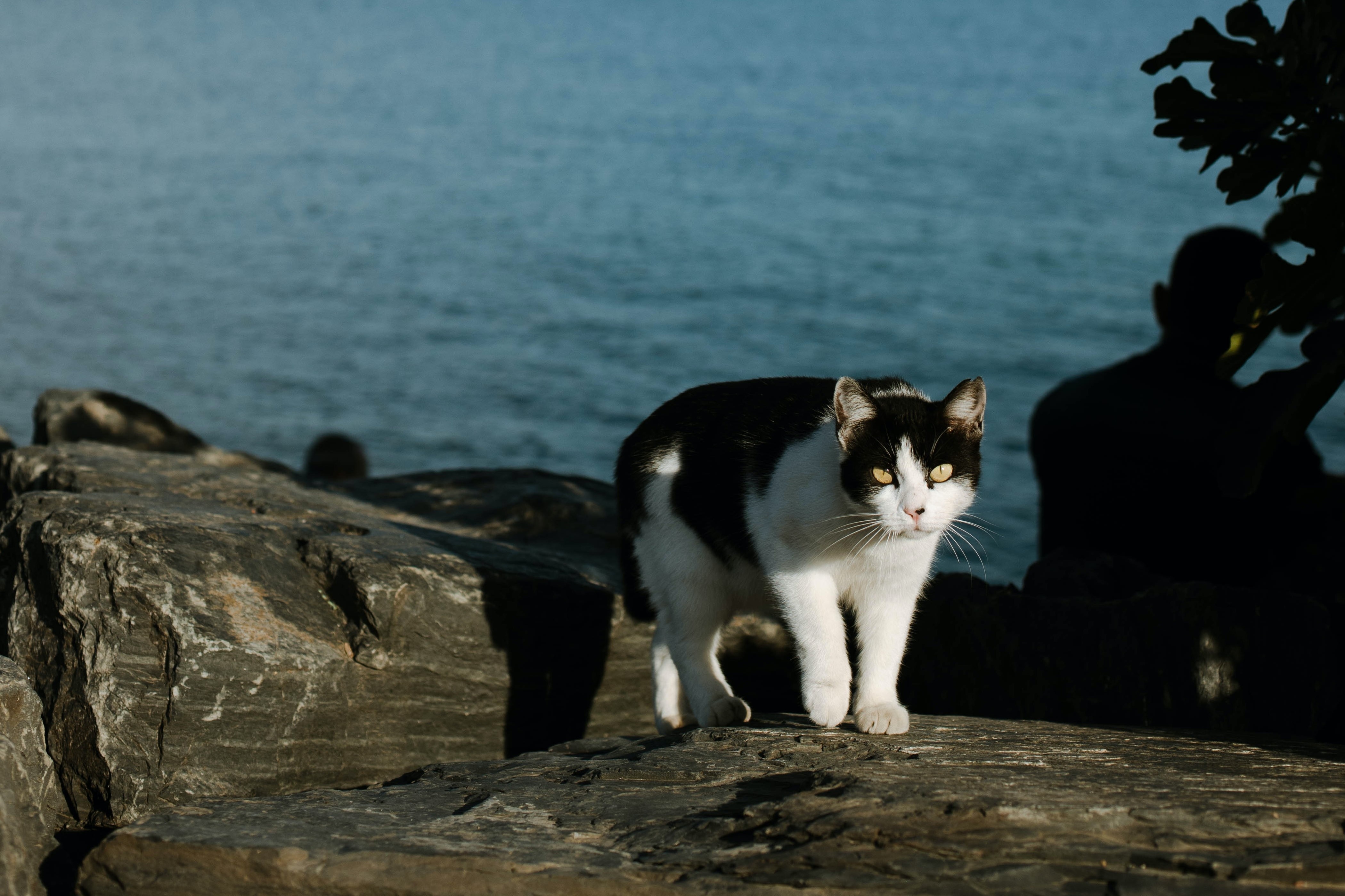 khoa hoc ve meo anh 2