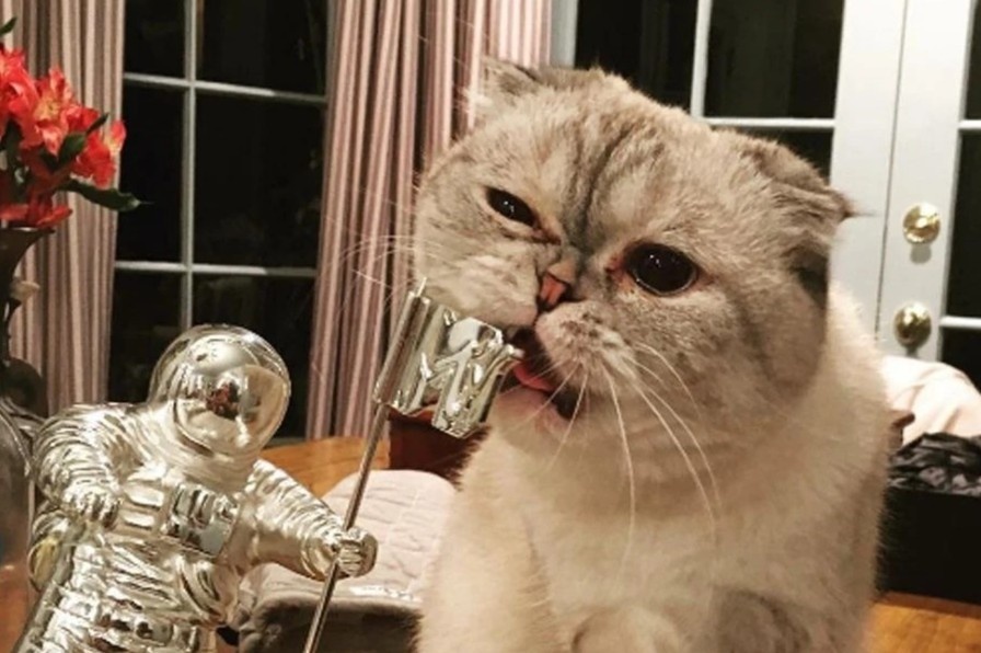 Nhung chu meo giau nhat the gioi hinh anh