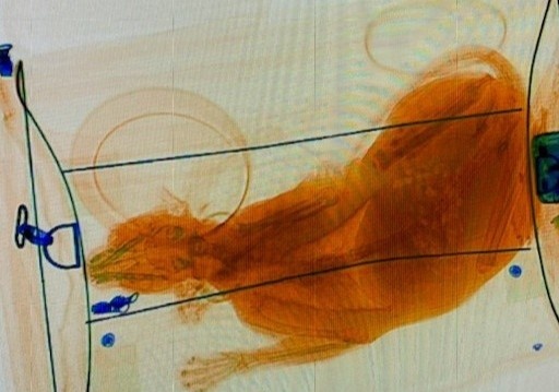 Phat hien ky la trong hanh ly xach tay o san bay My hinh anh