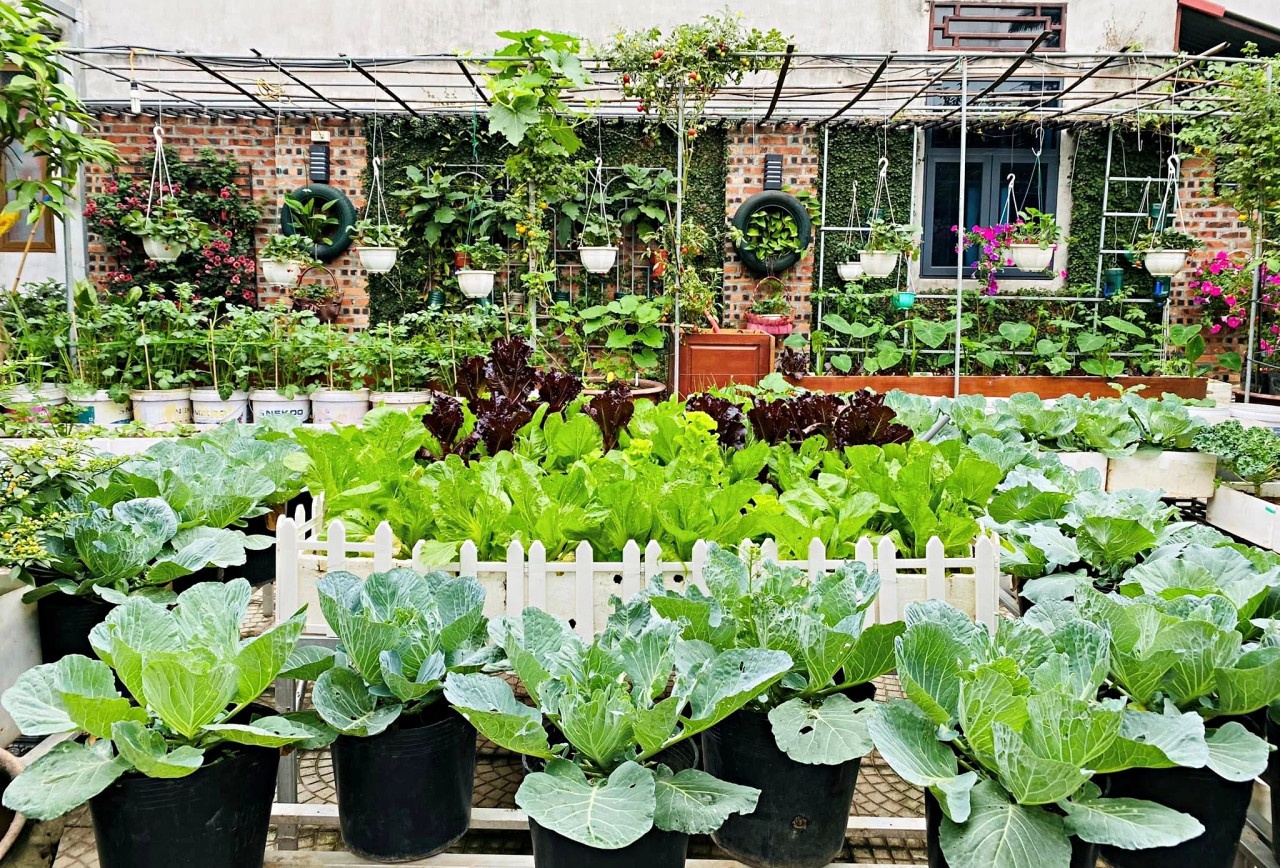 vuon tu rac thai anh 1