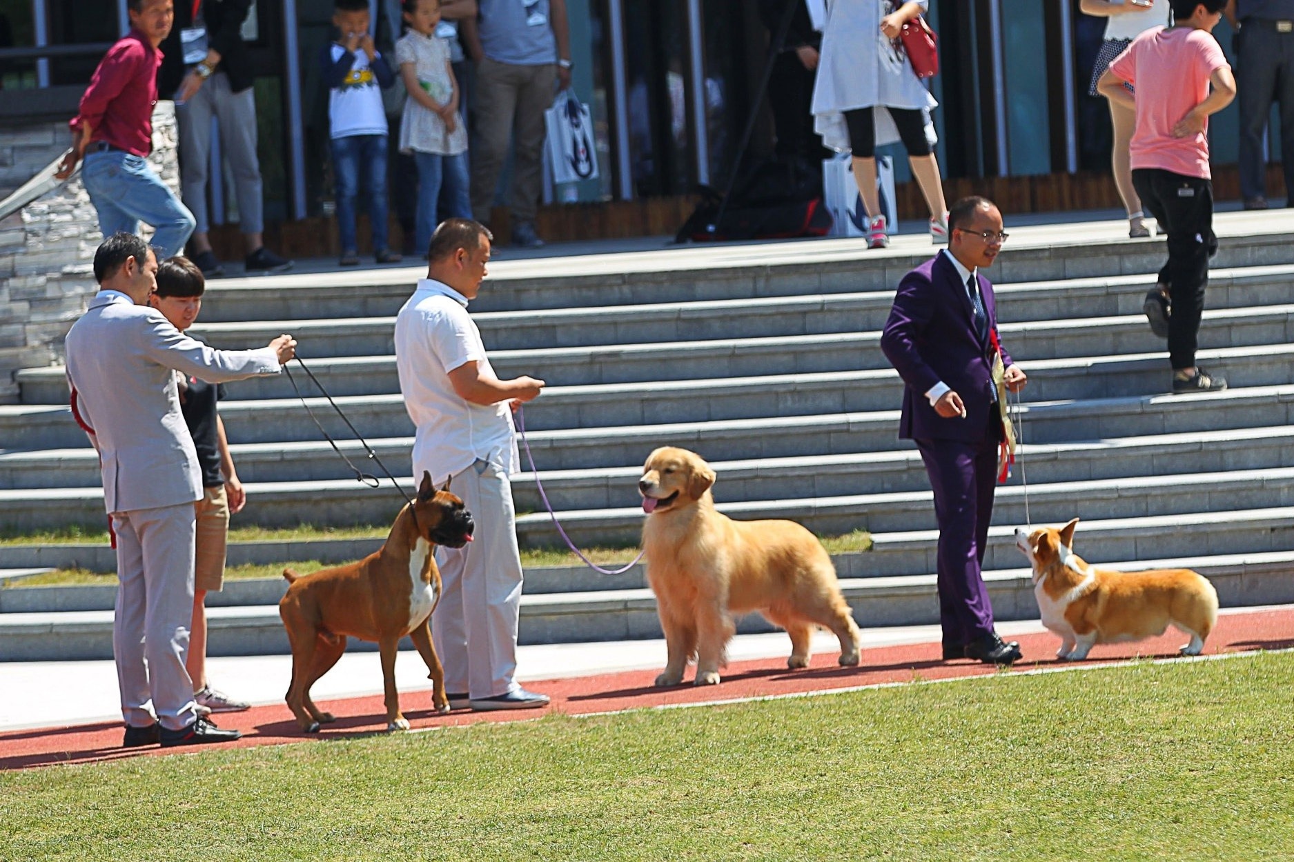 Thi tran o Trung Quoc 'doi doi' nho trao luu nuoi thu cung hinh anh