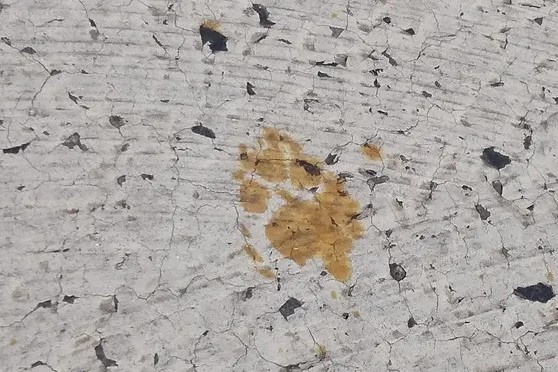 Truy tim con meo roi vao thung chat doc gay ung thu o Nhat Ban hinh anh