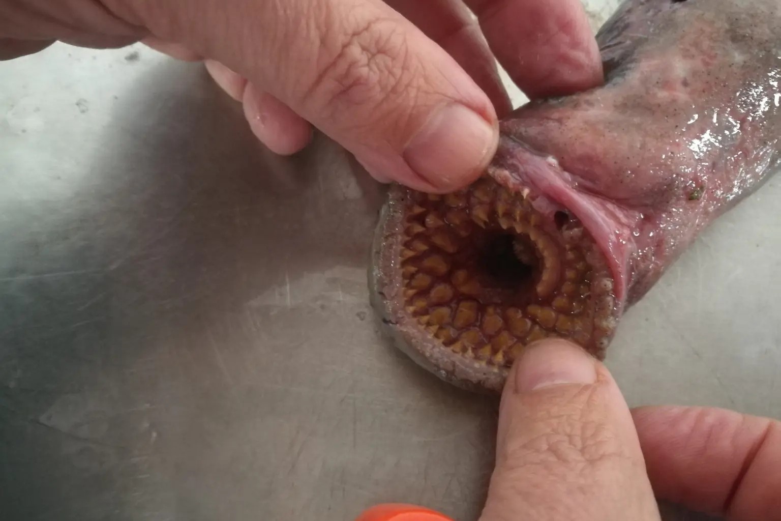 sau cat trong Dune anh 3