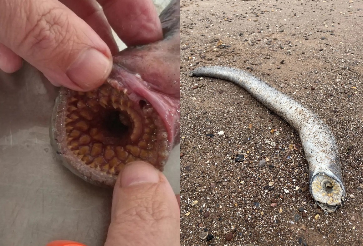 Quai vat phim 'Dune' ngoai doi thuc gay sung sot hinh anh