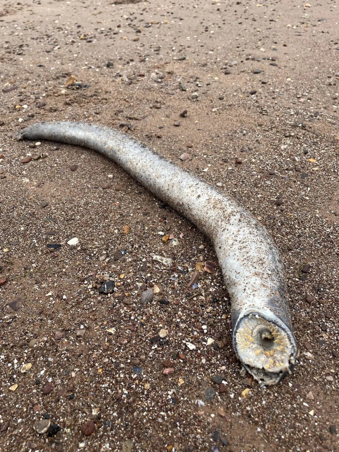 sâu cát trong Dune ảnh 2 sau cat trong Dune anh 2