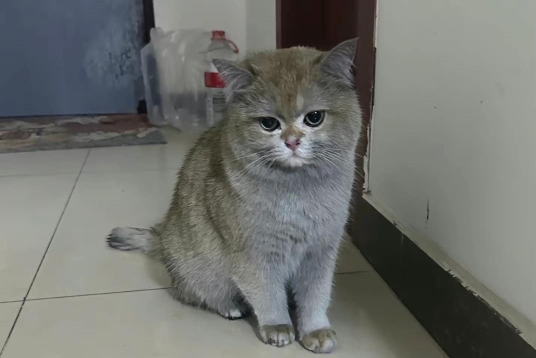 Con meo dot chay nha, phai len song livestream de 'boi thuong' cho chu hinh anh