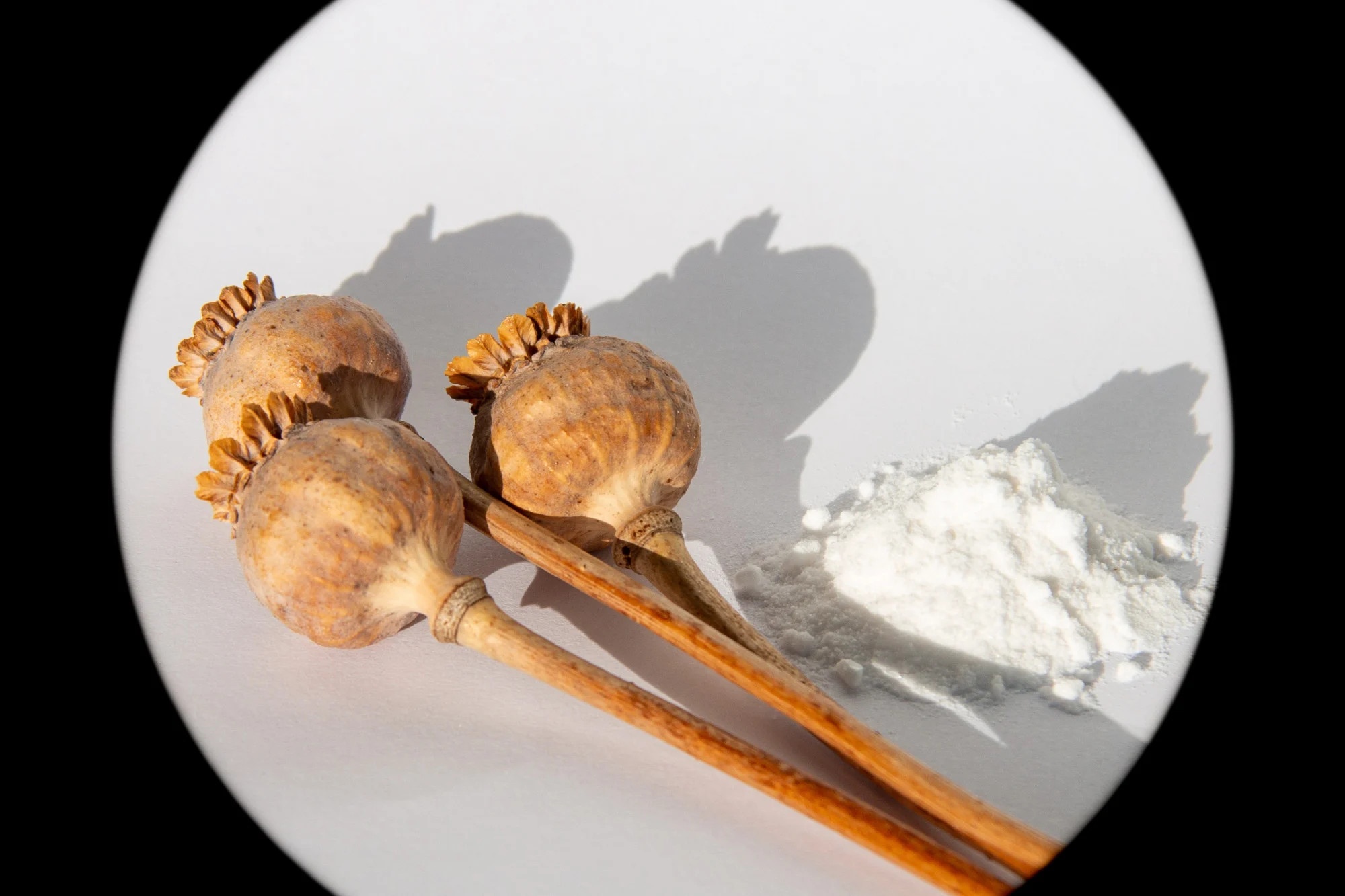 Dang sau vu trong 900 cay thuoc phien trong chung cu de an lau hinh anh