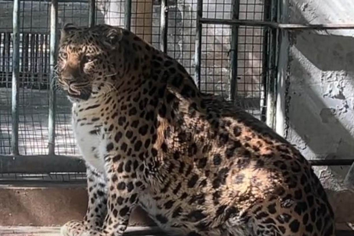 Tu bo ke hoach giam can cho con bao beo phi o so thu Trung Quoc hinh anh