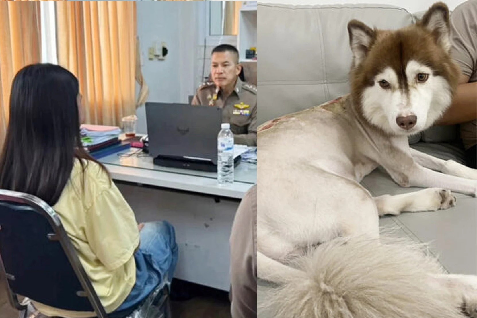 Chu doi nuoc nong len cho husky dang mang bau gay phan no hinh anh