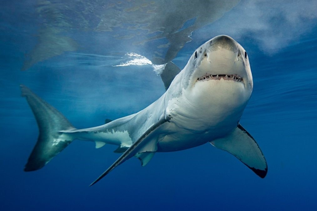 'Ca map cocaine' tran ngap vung bien Brazil hinh anh