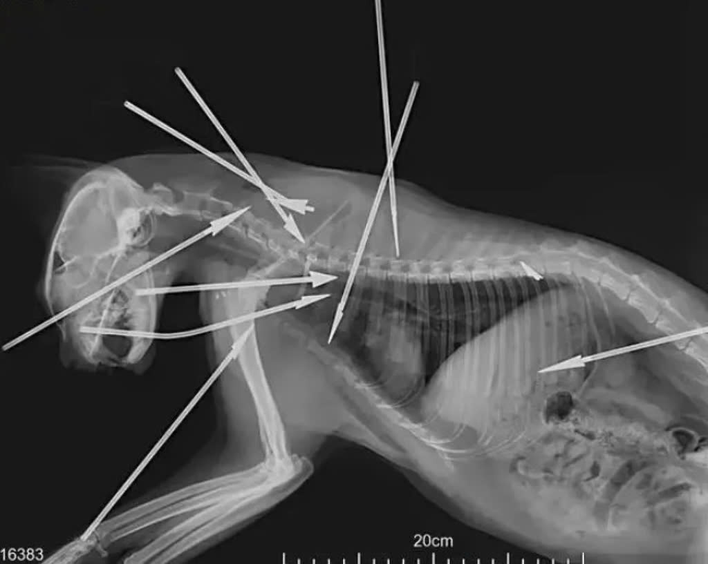 nguoc dai dong vat anh 1