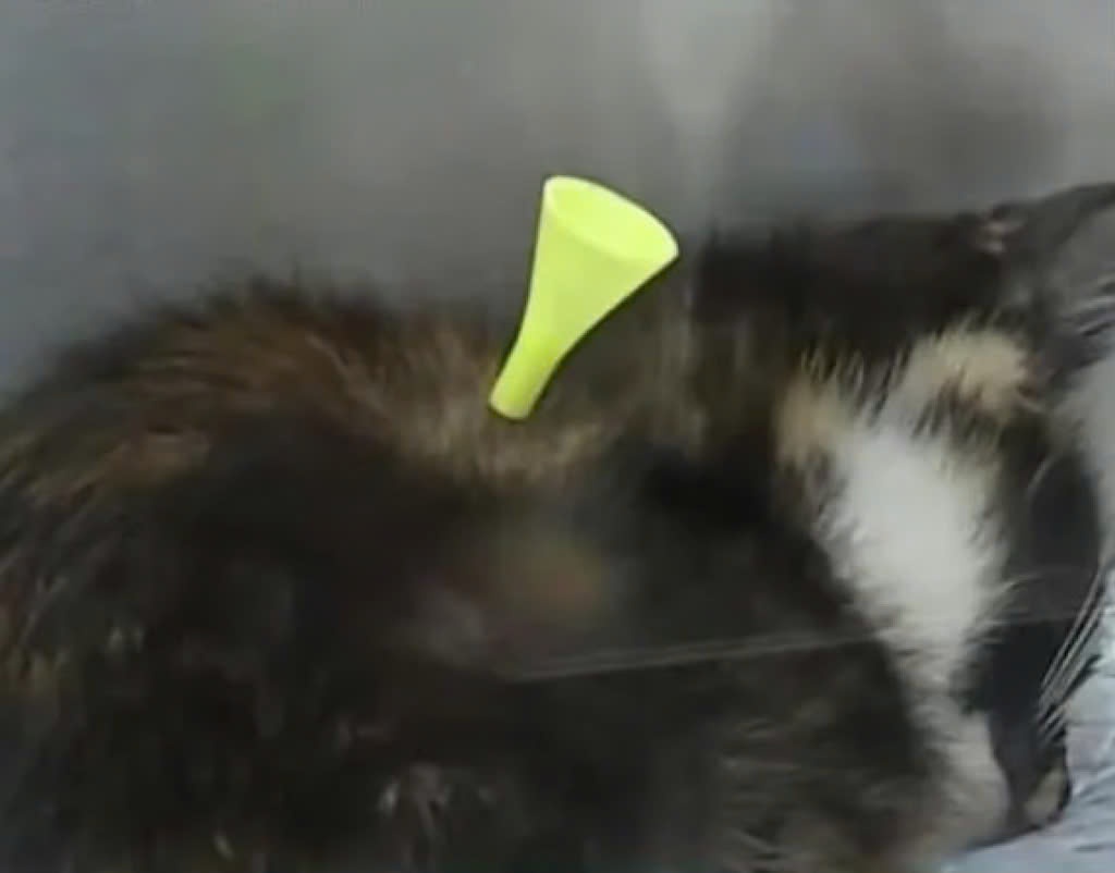 nguoc dai dong vat anh 2