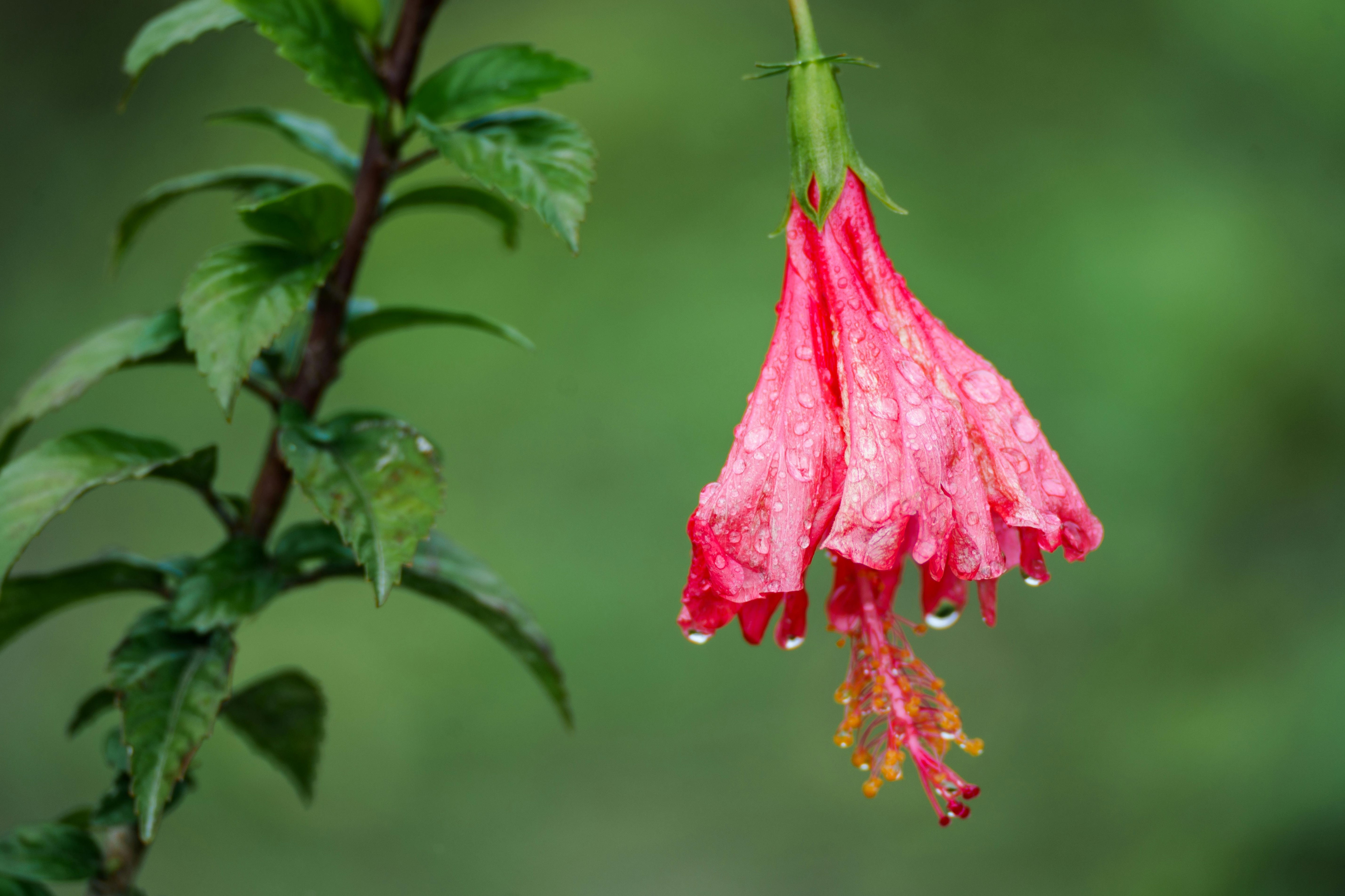 10 loai thao duoc giup tri chung mat ngu hinh anh