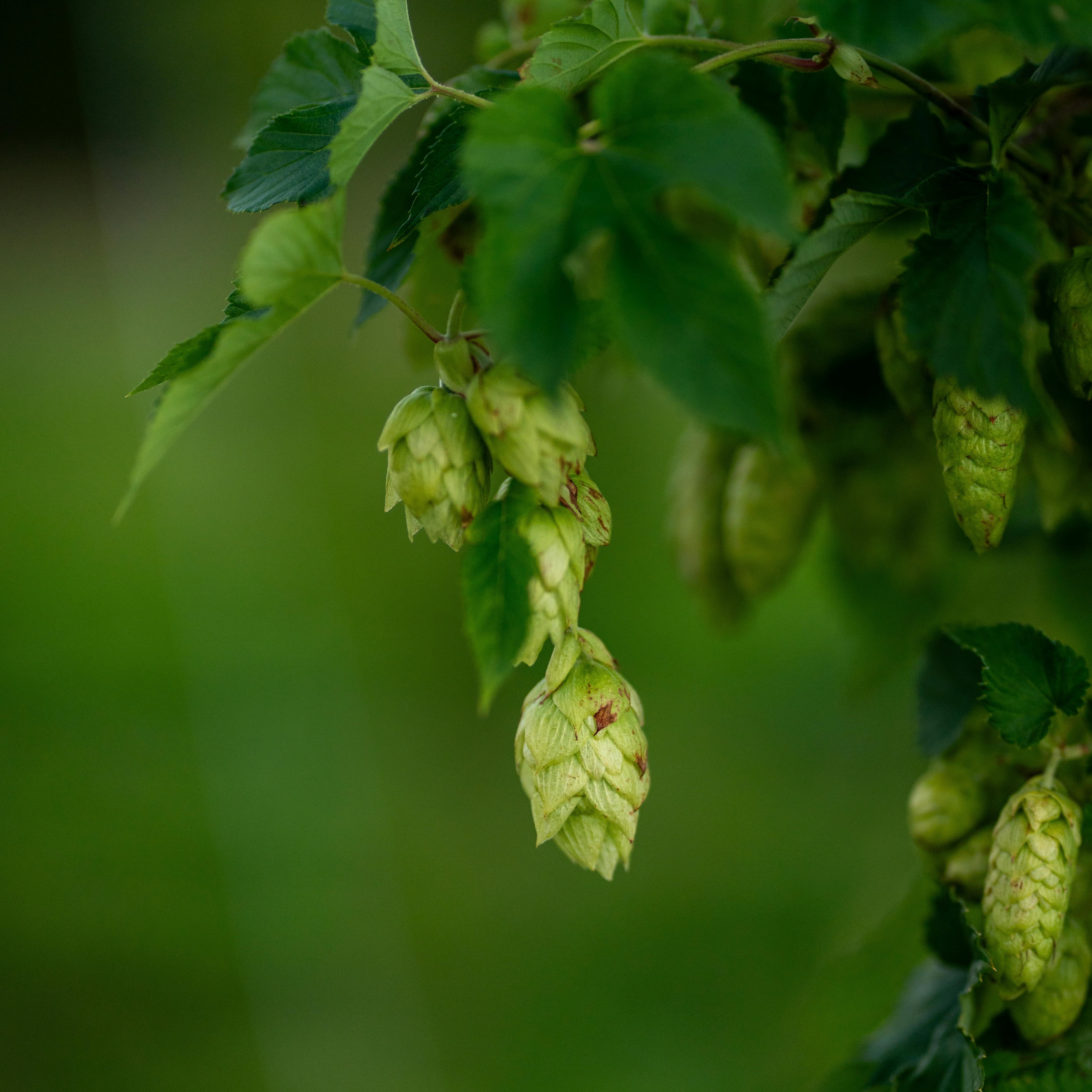 thao duoc giup de ngu anh 2