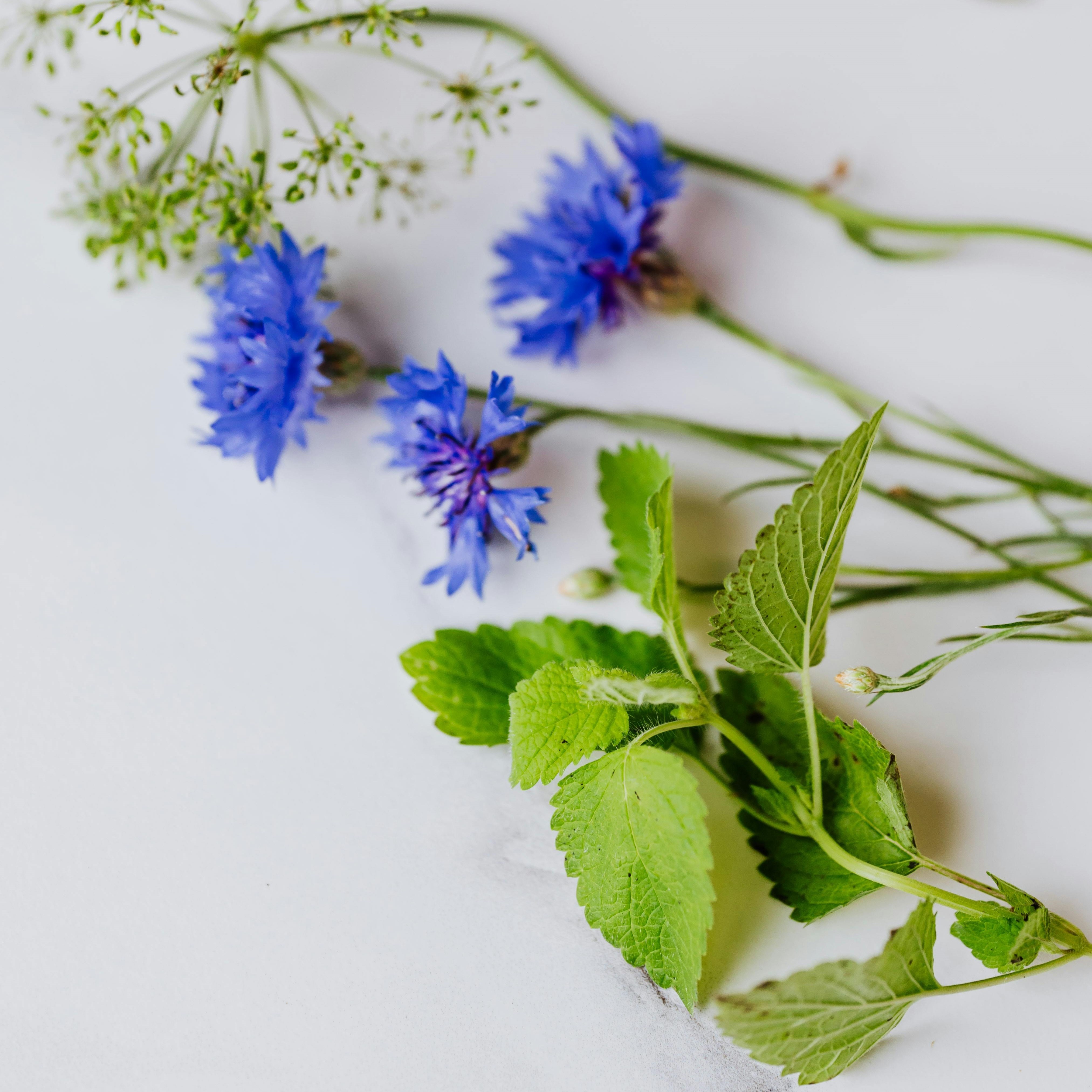 thao duoc giup de ngu anh 10