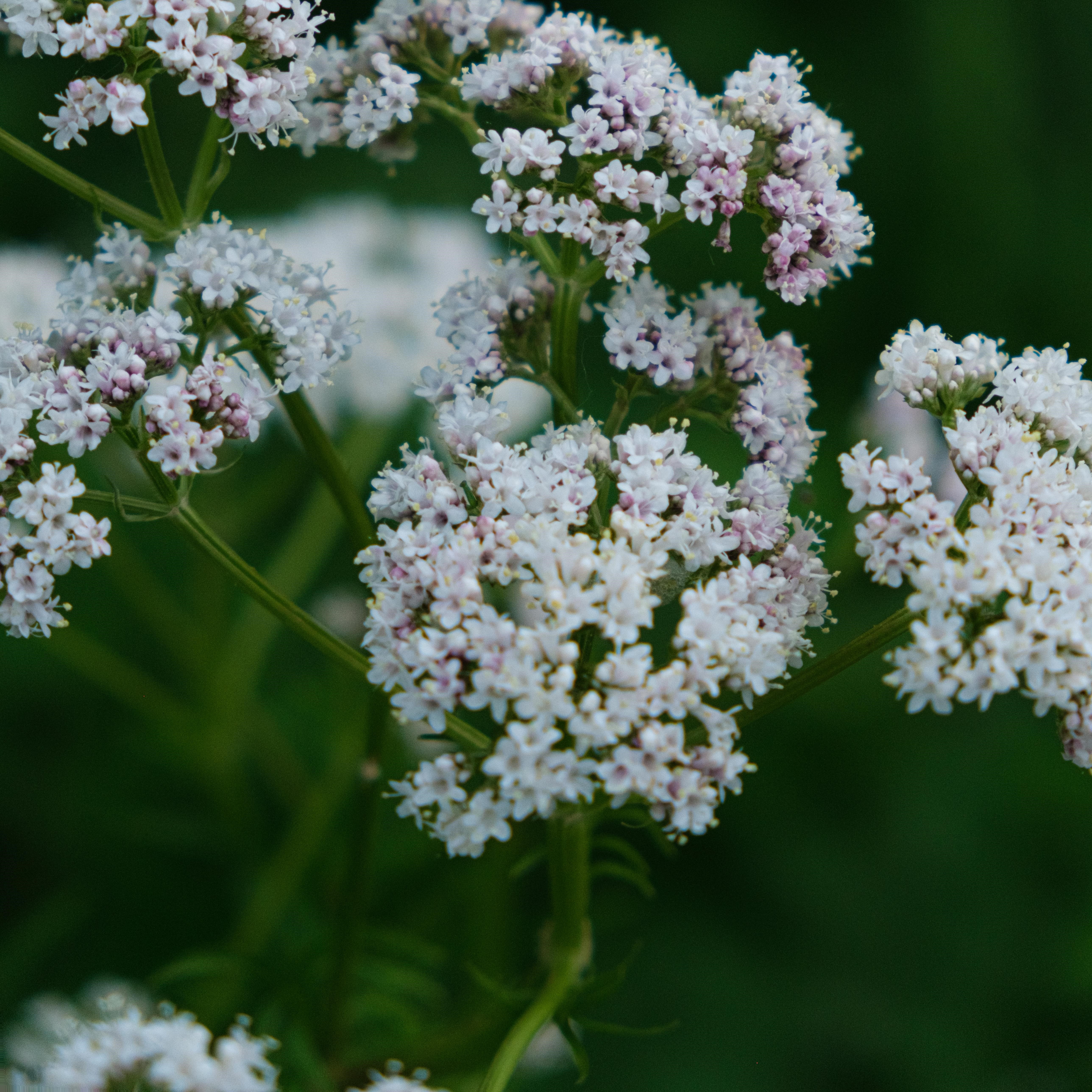 thao duoc giup de ngu anh 1