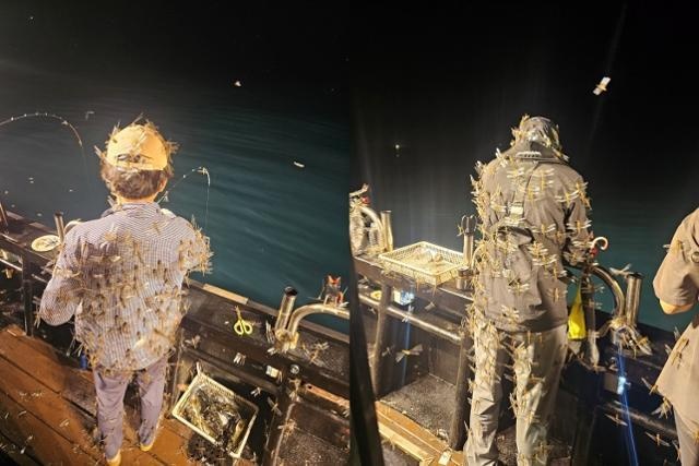 Ky la hang nghin con chuon chuon tan cong tau danh ca o Jeju hinh anh