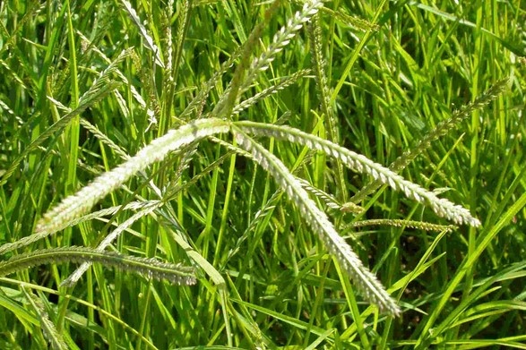 Tac dung bat ngo cua co man trau voi toc hinh anh