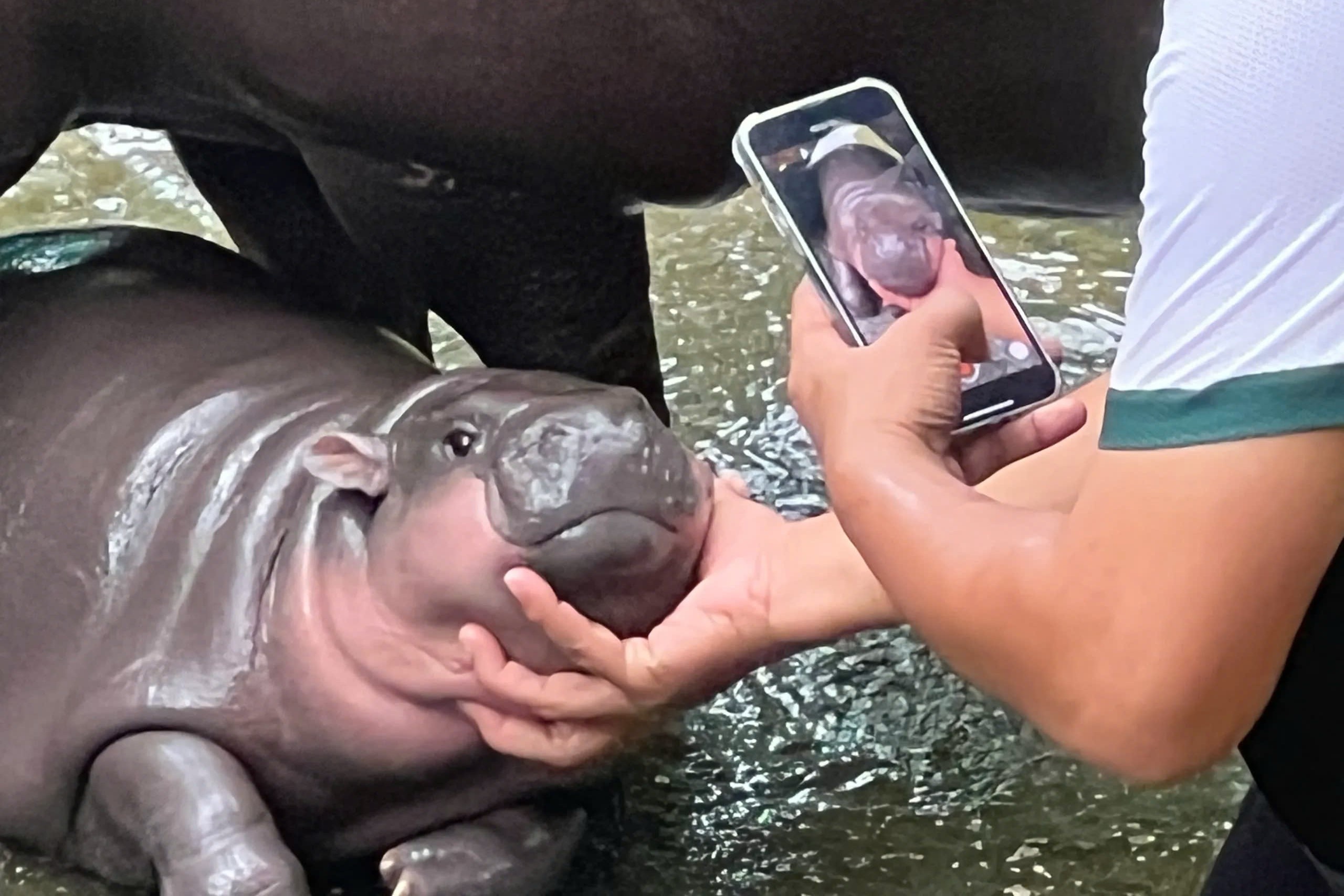 Con sot toan cau cua Moo Deng chua dung lai hinh anh