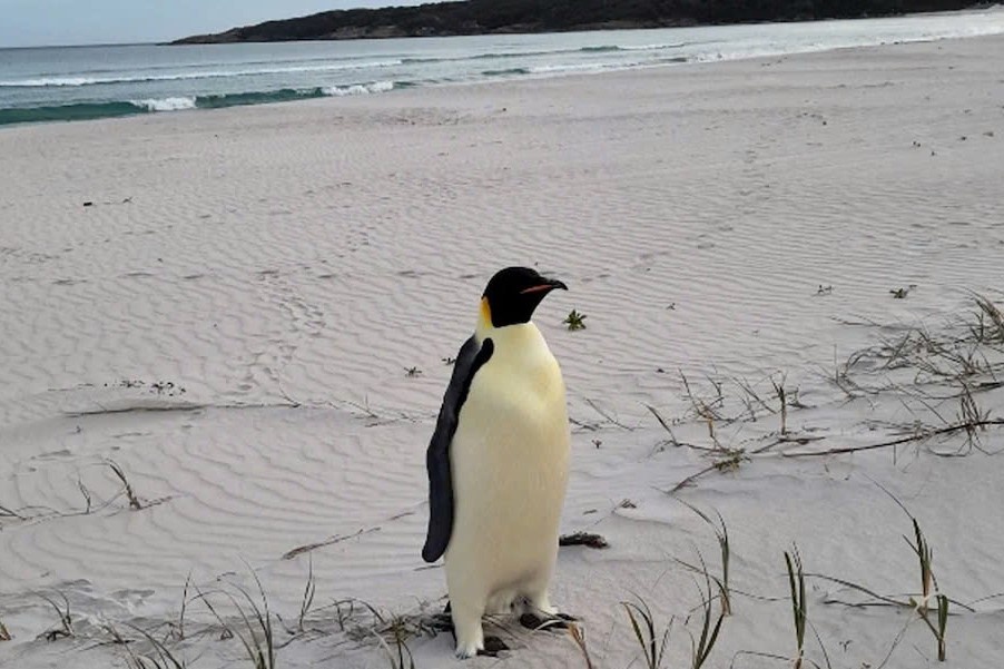 Chu chim canh cut tu Nam Cuc lac troi den Australia gay ngo ngang hinh anh