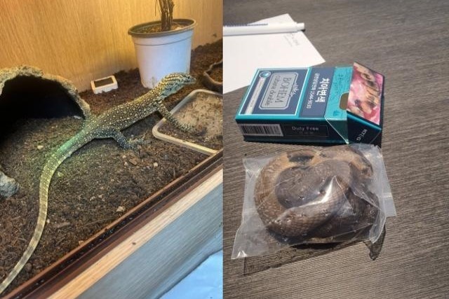 Bat giu ke buon lau giau rong Komodo trong quan lot o Han Quoc hinh anh