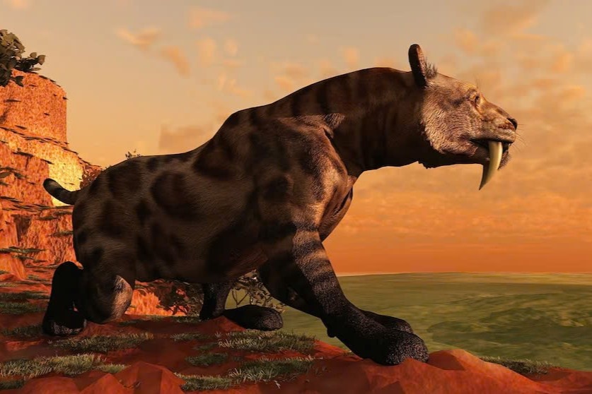 Phat hien xac uop meo 35.000 nam, long va thit con nguyen hinh anh