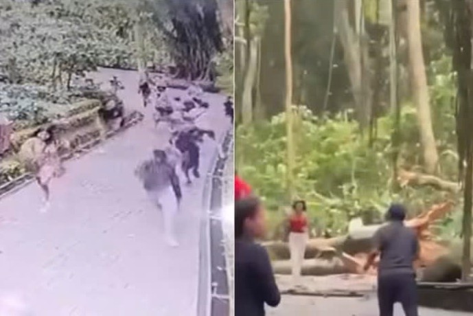 Cay do o 'rung thieng' Bali khien 2 du khach tu vong hinh anh