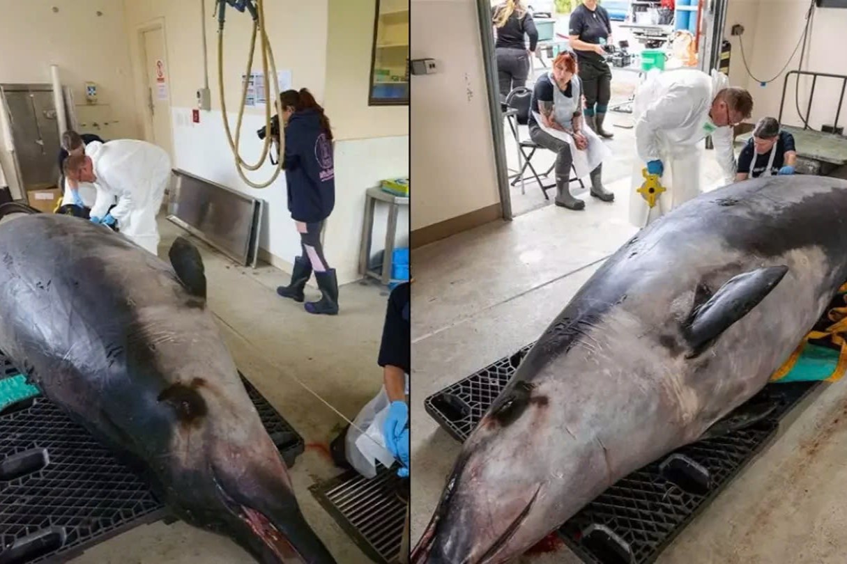 Phat hien gay soc khi mo bung ca voi hiem nhat the gioi hinh anh