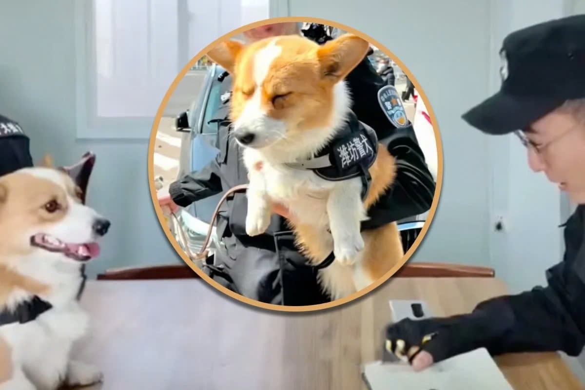 Canh khuyen corgi noi tieng Trung Quoc mat thuong Tet vi ngu gat hinh anh