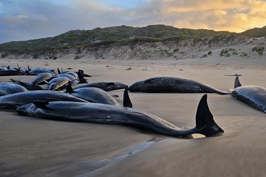 Canh 157 con ca voi mac can tren bo bien Australia gay sung sot hinh anh