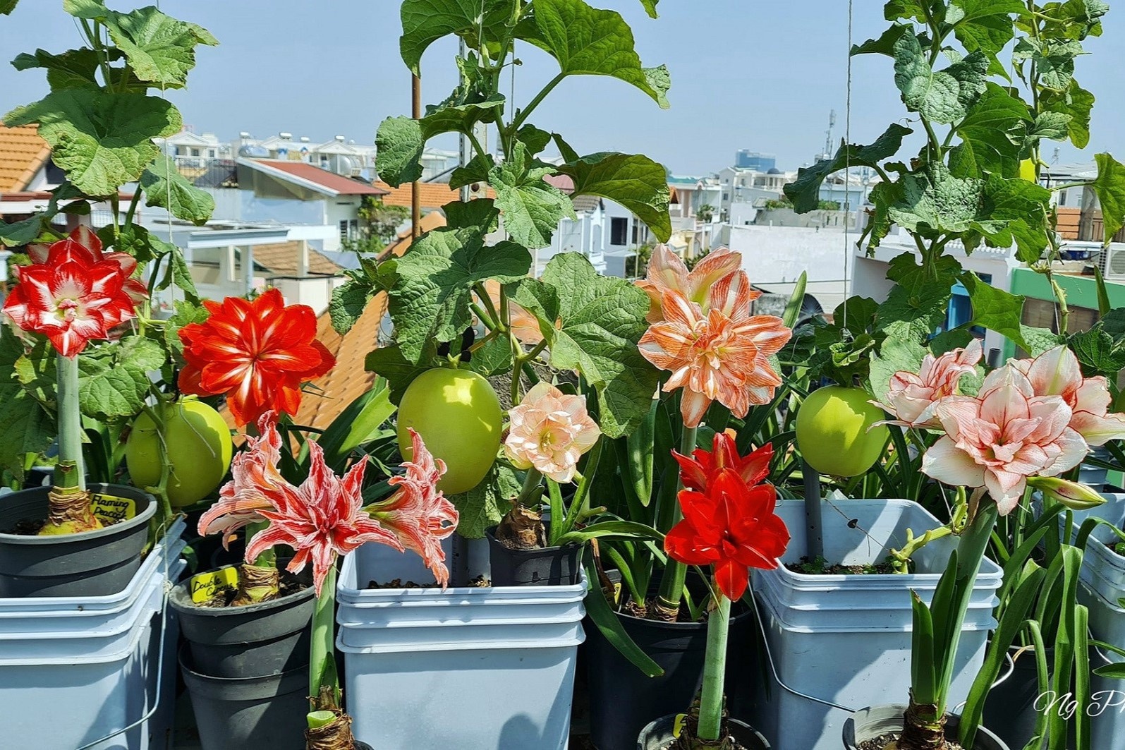 Vuon san thuong 150 m2 voi tram giong hoa hue cua gia dinh o TP.HCM hinh anh