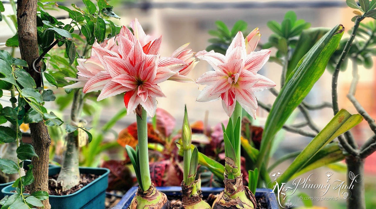 vườn trên sân thượng ảnh 4 vuon tren san thuong anh 4